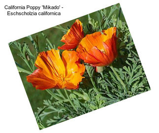 California Poppy \'Mikado\' - Eschscholzia californica