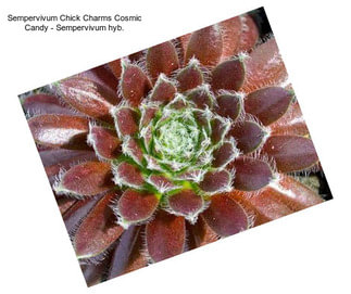 Sempervivum Chick Charms Cosmic Candy - Sempervivum hyb.