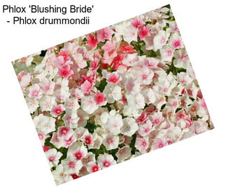 Phlox \'Blushing Bride\' - Phlox drummondii