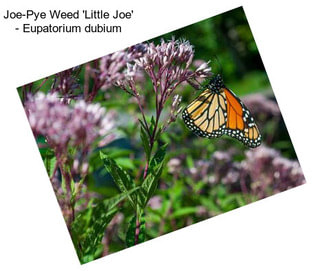 Joe-Pye Weed \'Little Joe\' - Eupatorium dubium
