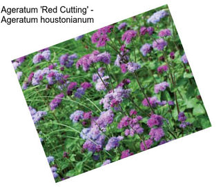 Ageratum \'Red Cutting\' - Ageratum houstonianum