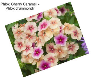 Phlox \'Cherry Caramel\' - Phlox drummondii