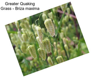 Greater Quaking Grass - Briza maxima