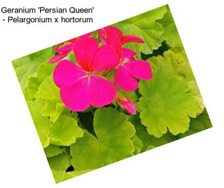 Geranium \'Persian Queen\' - Pelargonium x hortorum