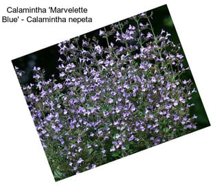 Calamintha \'Marvelette Blue\' - Calamintha nepeta