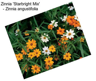 Zinnia \'Starbright Mix\' - Zinnia angustifolia