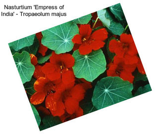 Nasturtium \'Empress of India\' - Tropaeolum majus