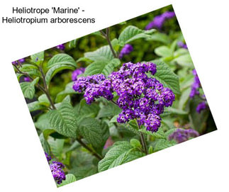 Heliotrope \'Marine\' - Heliotropium arborescens