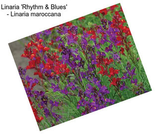 Linaria \'Rhythm & Blues\' - Linaria maroccana