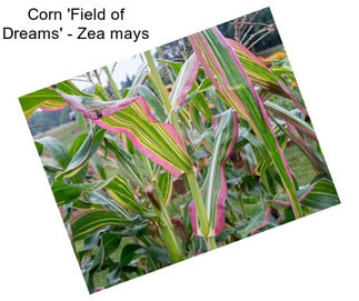 Corn \'Field of Dreams\' - Zea mays