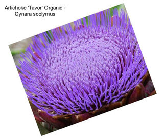 Artichoke \'Tavor\' Organic - Cynara scolymus