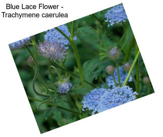 Blue Lace Flower - Trachymene caerulea