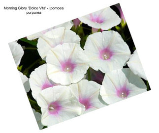 Morning Glory \'Dolce Vita\' - Ipomoea purpurea