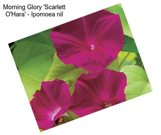 Morning Glory \'Scarlett O\'Hara\' - Ipomoea nil