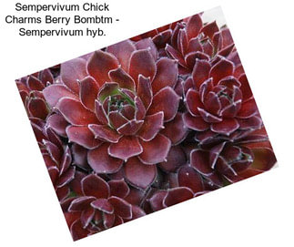 Sempervivum Chick Charms Berry Bombtm - Sempervivum hyb.