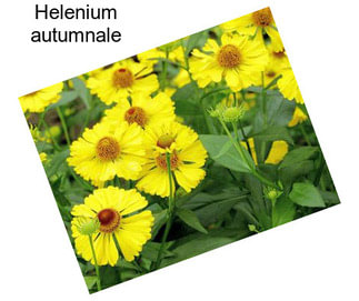 Helenium autumnale