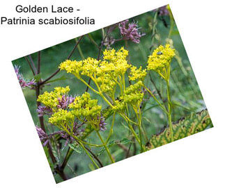 Golden Lace - Patrinia scabiosifolia