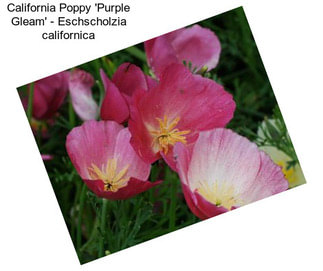 California Poppy \'Purple Gleam\' - Eschscholzia californica