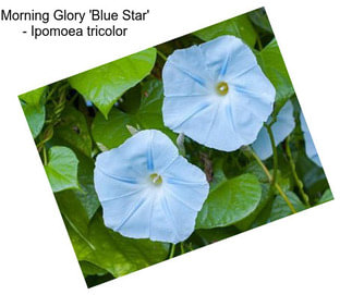 Morning Glory \'Blue Star\' - Ipomoea tricolor