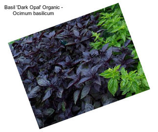 Basil \'Dark Opal\' Organic - Ocimum basilicum