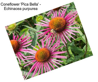 Coneflower \'Pica Bella\' - Echinacea purpurea