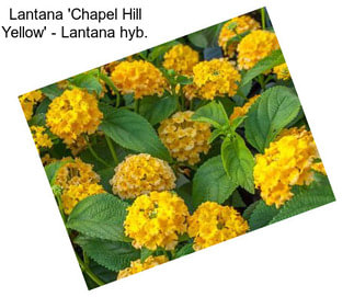 Lantana \'Chapel Hill Yellow\' - Lantana hyb.