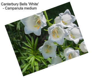 Canterbury Bells \'White\' - Campanula medium