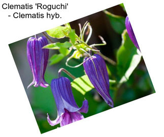 Clematis \'Roguchi\' - Clematis hyb.