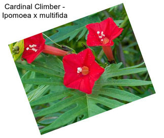 Cardinal Climber - Ipomoea x multifida