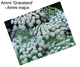 Ammi \'Graceland\' - Ammi majus