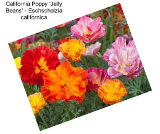 California Poppy \'Jelly Beans\' - Eschscholzia californica