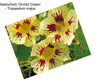 Nasturtium \'Orchid Cream\' - Tropaeolum majus