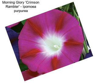 Morning Glory \'Crimson Rambler\' - Ipomoea purpurea