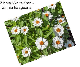 Zinnia \'White Star\' - Zinnia haageana