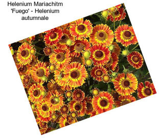 Helenium Mariachitm \'Fuego\' - Helenium autumnale