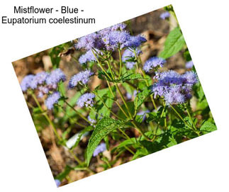 Mistflower - Blue - Eupatorium coelestinum