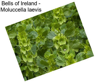 Bells of Ireland - Moluccella laevis