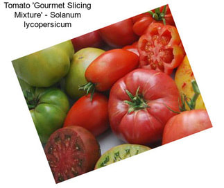 Tomato \'Gourmet Slicing Mixture\' - Solanum lycopersicum