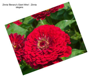 Zinnia \'Benary\'s Giant Wine\' - Zinnia elegans