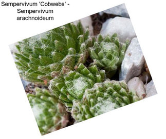 Sempervivum \'Cobwebs\' - Sempervivum arachnoideum