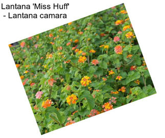 Lantana \'Miss Huff\' - Lantana camara