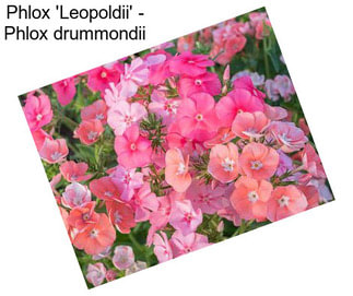 Phlox \'Leopoldii\' - Phlox drummondii