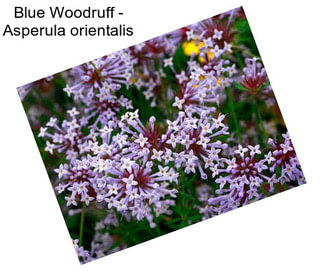 Blue Woodruff - Asperula orientalis