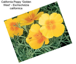 California Poppy \'Golden West\' - Eschscholzia californica