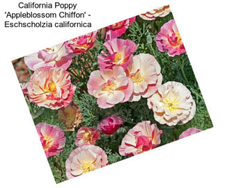 California Poppy \'Appleblossom Chiffon\' - Eschscholzia californica