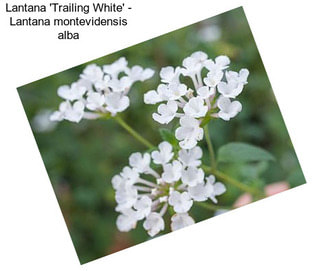 Lantana \'Trailing White\' - Lantana montevidensis alba