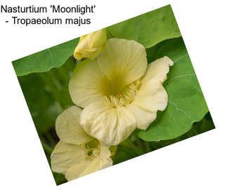 Nasturtium \'Moonlight\' - Tropaeolum majus