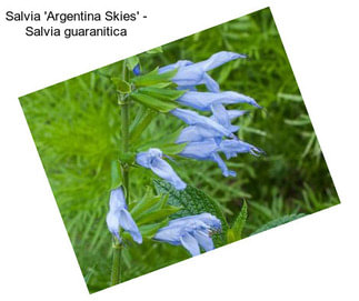 Salvia \'Argentina Skies\' - Salvia guaranitica