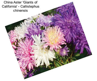 China Aster \'Giants of California\' - Callistephus chinensis