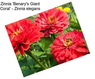 Zinnia \'Benary\'s Giant Coral\' - Zinnia elegans